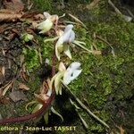 Epipogium aphyllum Libunga