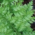 Polypodium interjectum ഇല