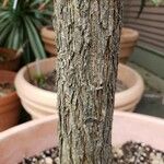 Acacia craspedocarpa Kůra