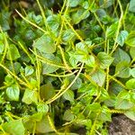 Peperomia pellucida Leaf