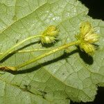 Pavonia peruviana 葉