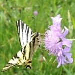 Scabiosa columbaria Blodyn