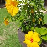 Hibiscus rosa-sinensisപുഷ്പം