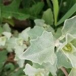 Atriplex laciniata Fulla