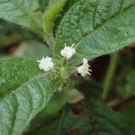 Psychotria rubripilis