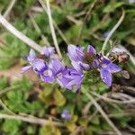 Veronica prostrata 花