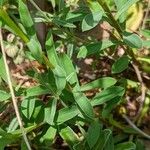 Linum flavum Blad