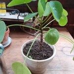 Pilea peperomioidesبرگ