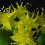 Sedum hernandezii Floro