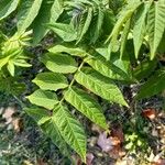 Ailanthus altissima Feuille