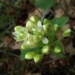 Allium tricoccum Flor
