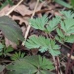 Dicentra cucullaria برگ