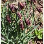 Fritillaria assyriaca Flower