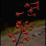 Delphinium cardinale Hábito