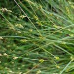 Carex remota 果實