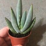 Aloe claviflora Leaf