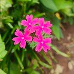 Glandularia tenera Flower
