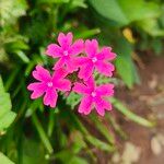 Verbena tenera Flower