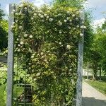 Clematis alpina 整株植物