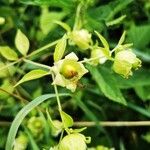 Silene baccifera Fruto