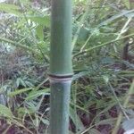 Phyllostachys viridis 樹皮