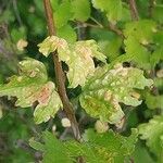 Ribes alpinum Leaf