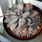 Echeveria laui ഇല