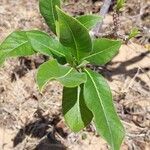 Strophanthus boivinii Leaf