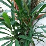 Cordyline stricta Blad