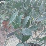 Simmondsia chinensis Φύλλο