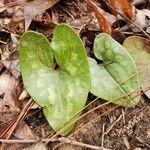 Hexastylis arifolia Frunză