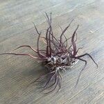 Tillandsia bulbosa Hoja