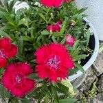 Dianthus chinensis Flors