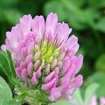 Trifolium pratense Fleur