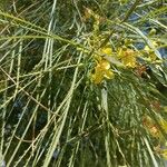 Parkinsonia aculeata 葉