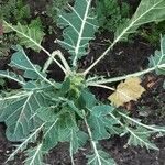 Brassica montana Habitatea