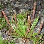 Plantago australis Natur