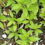 Aster ageratoides Blatt