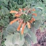 Leonotis nepetifolia Blomma