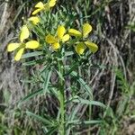 Erysimum nevadense 花