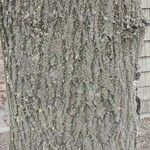 Fraxinus latifolia 树皮