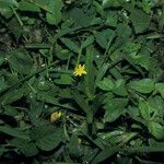 Hypoxis decumbens Plante entière