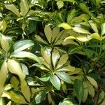Schefflera spp. Leaf