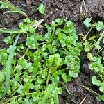 Ranunculus hederaceus Yaprak