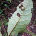 Vismia ramuliflora Blatt