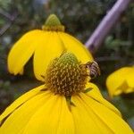 Rudbeckia nitida 花