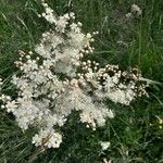 Filipendula vulgarisFlower