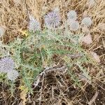 Echinops chardinii Hábito