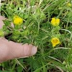 Potentilla gracilis 花