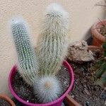 Espostoa lanata ഇല